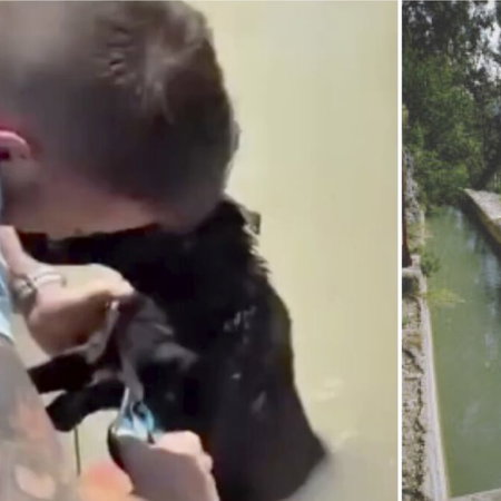 Dog rescued from drowning.