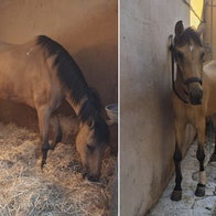 Flamenca the horse