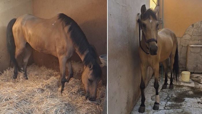Flamenca the horse