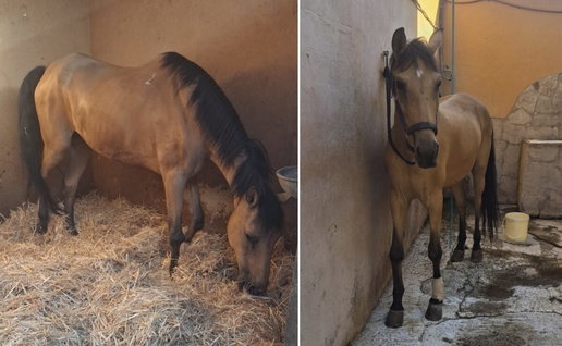 Flamenca the horse