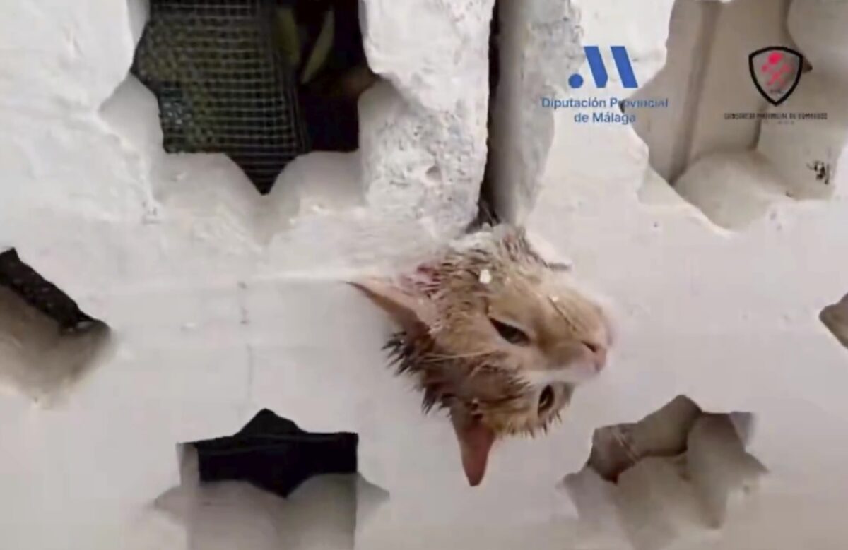 Firefighters free cat after tense rescue from house breeze block in Estepona