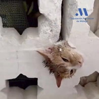 Cat with head stuck