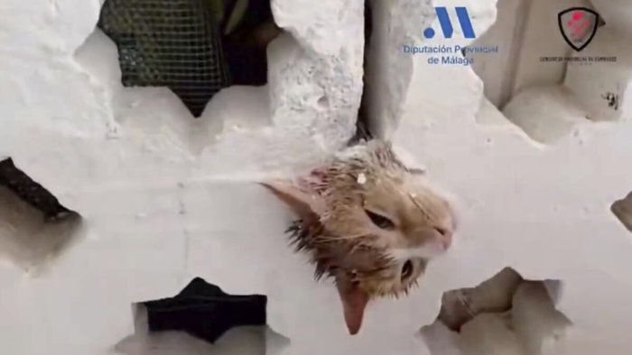 Cat with head stuck
