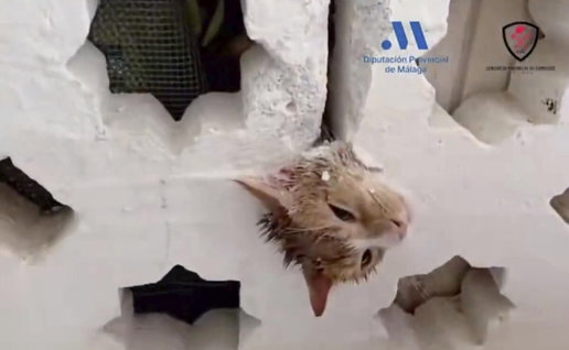 Cat with head stuck