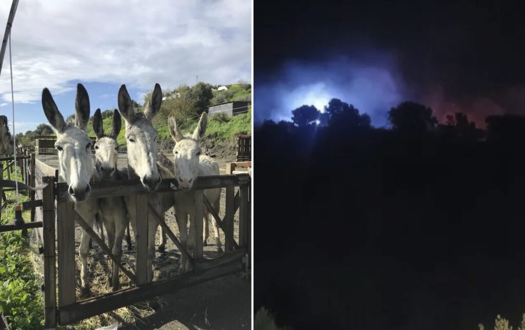 Donkey Dreamland Mijas faces fire danger with urgent community GoFundMe appeal