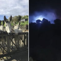 Donkeys at the dreamland under threat.