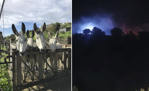 Donkeys at the dreamland under threat.