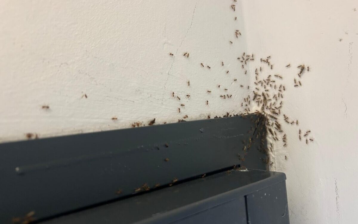 Unwelcome guests: Invasive ants swarm homes in Spain – Here’s how locals fight back naturally