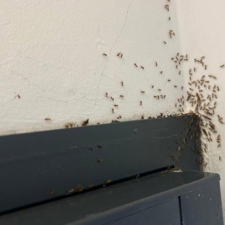 Swarming ants invade Spanish homes.
