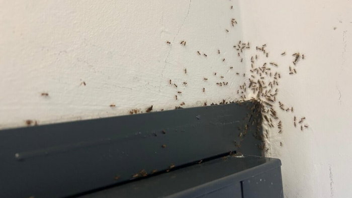 Swarming ants invade Spanish homes.