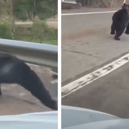 Bear sighting in sPain