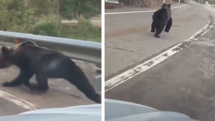 Bear sighting in sPain