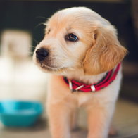 A puppy.