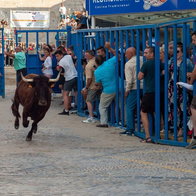Running of the bulls