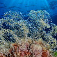 A coral.
