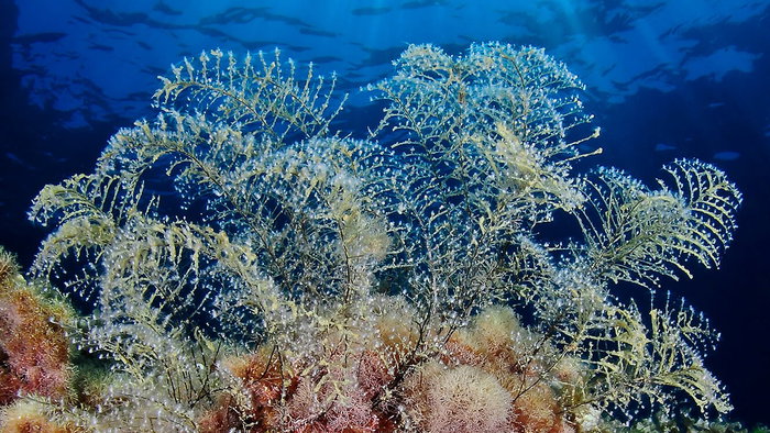 A coral.