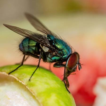 Fly on food