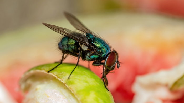 Fly on food