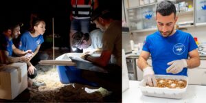 Diane has become one of the most closely monitored sea turtles in the region