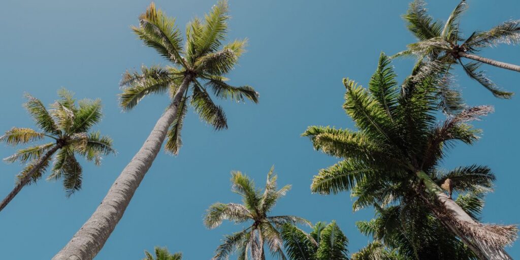 The unusual palm tree dispute dividing a Costa Blanca community
