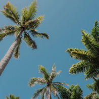 Palm tree pruning spain