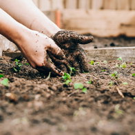Someone gardening.