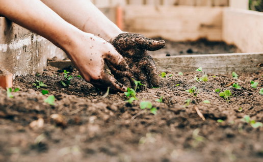 Someone gardening.