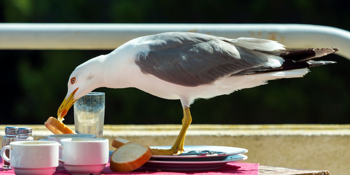 Spain divided as man faces prison for violently killing snack-stealing seagull