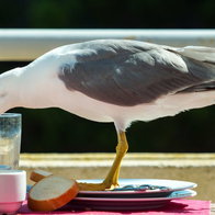 Man violently kills a seagull after it stole his snack