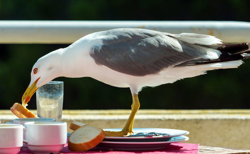 Man violently kills a seagull after it stole his snack