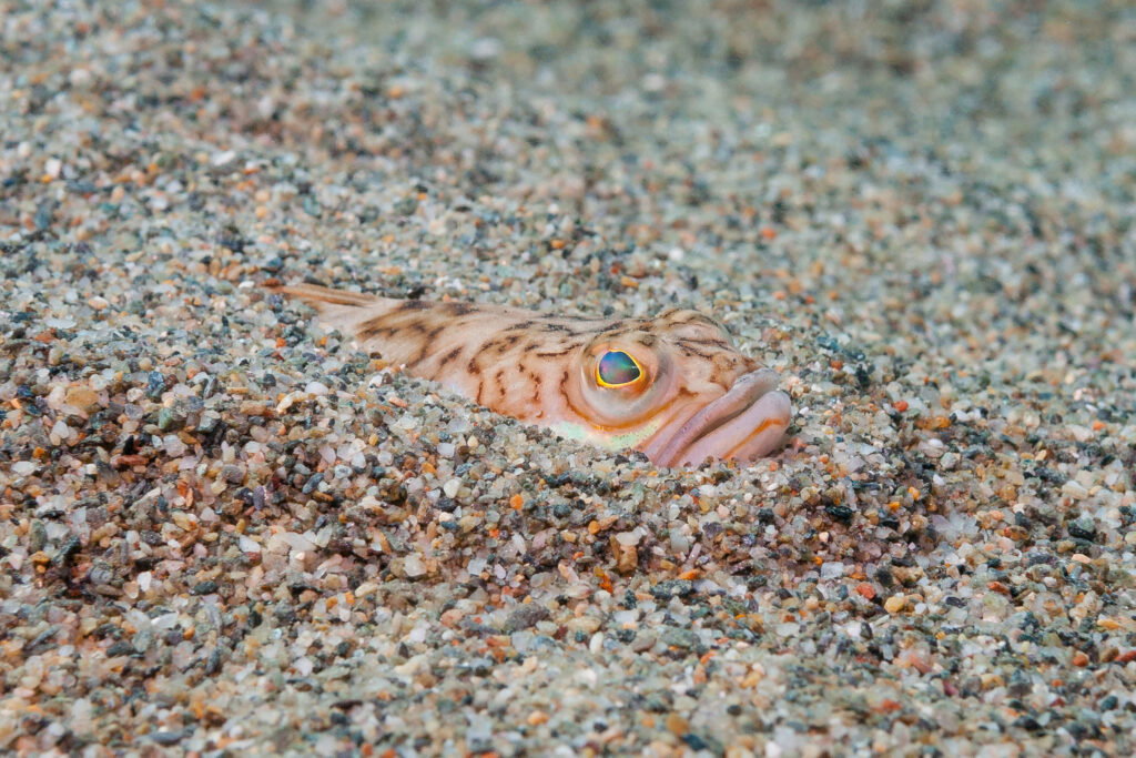 Beachgoers face painful sting risk as venomous fish spreads across Spain