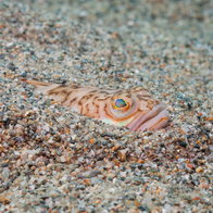 Weever fish hiding in the sand