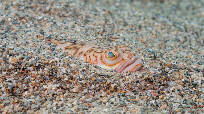 Weever fish hiding in the sand