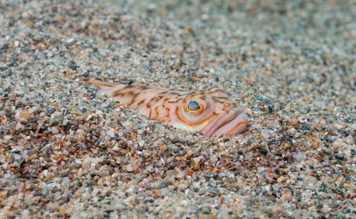 Weever fish hiding in the sand