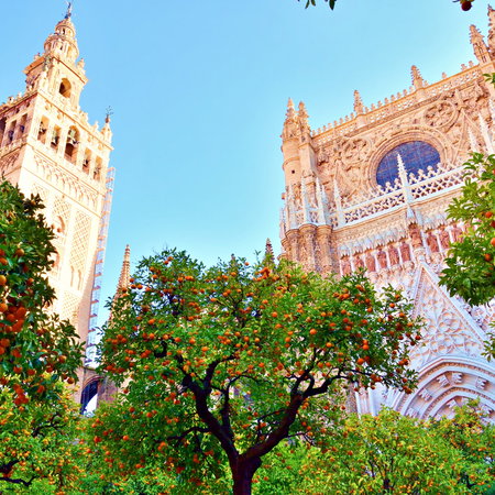 Partial view of the Giralda and the Cathedral of Sevilla surrounded by orange trees