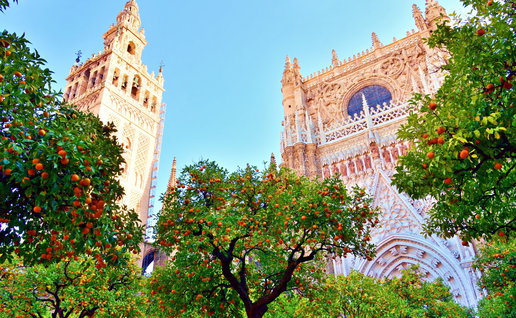 Partial view of the Giralda and the Cathedral of Sevilla surrounded by orange trees