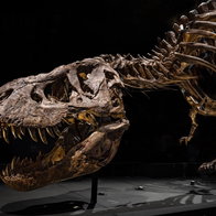 Tyrannosaurus rex skeleton