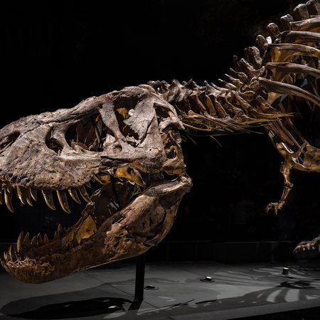 Tyrannosaurus rex skeleton