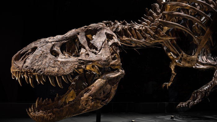 Tyrannosaurus rex skeleton