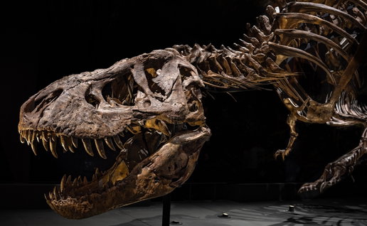 Tyrannosaurus rex skeleton