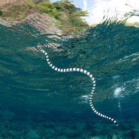 A snake swimming in the sea