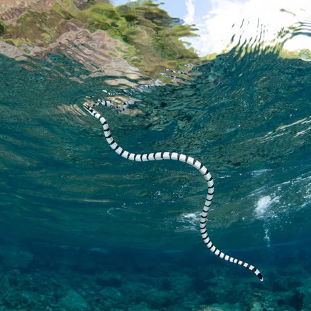 A snake swimming in the sea
