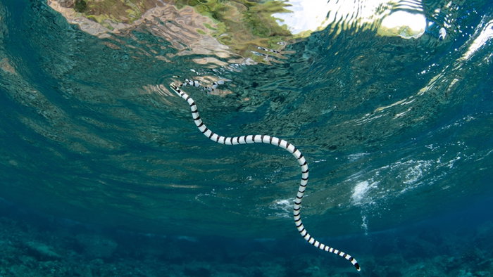 A snake swimming in the sea