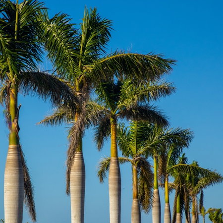 Row of royal palm trees