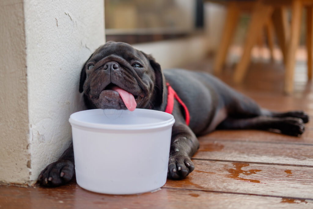 Dog owners risk €50,000 fines in Spain for exposing pets to scorching summer temperatures