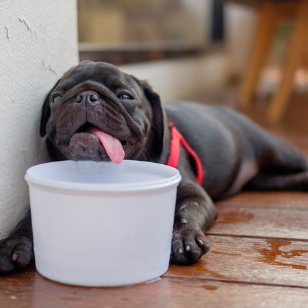 A black dog in a corner with a water bowl below its chin