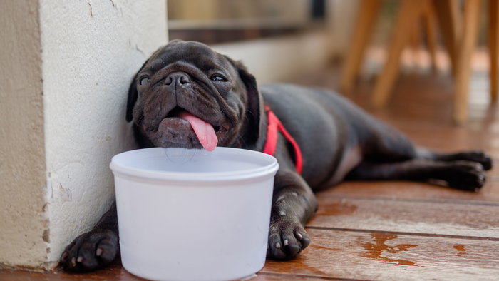 A black dog in a corner with a water bowl below its chin