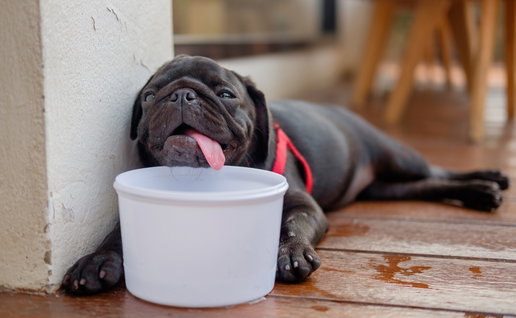 A black dog in a corner with a water bowl below its chin