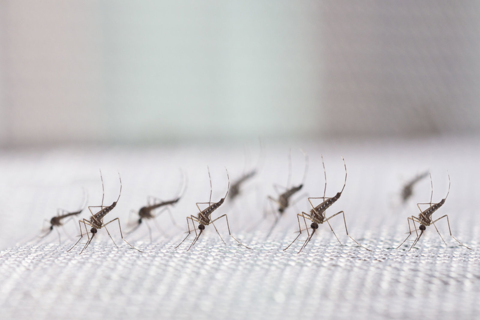 Google is about to release 32 million mosquitoes into the environment; heres why