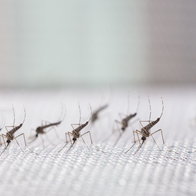 Several mosquitoes on white mosquito netting
